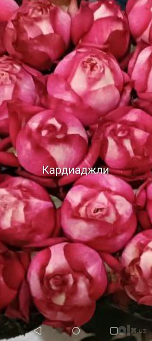 Дехкончилик ассортимент рангли Атиргул Кучатлари Сотилади