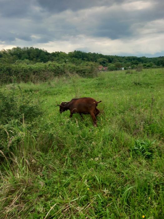 Vand Tapi pentru reproducere
