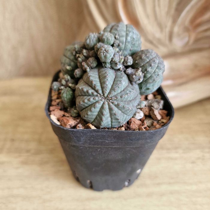 Бонсай, агава, эуфорбия, каланхоэ Тирсифлора