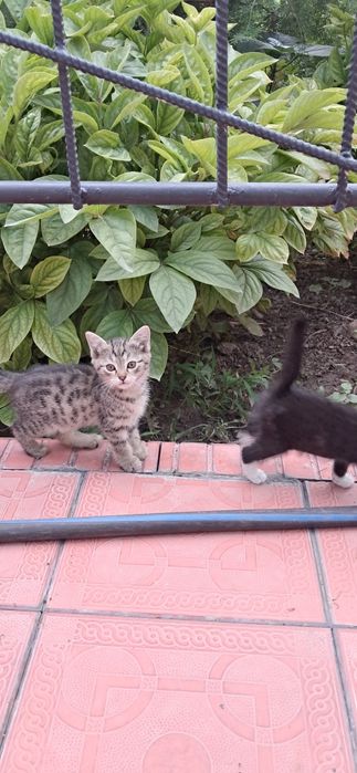 Продаются КОТЯТА