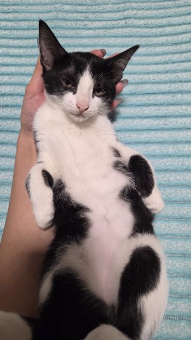 Срочно  котята в добрые руки