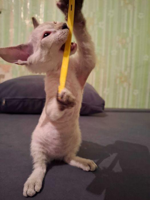 Продам кошечку Сфинкс
