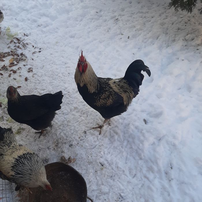 Петухи Продаётся