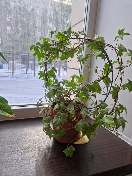 Комнатное растение