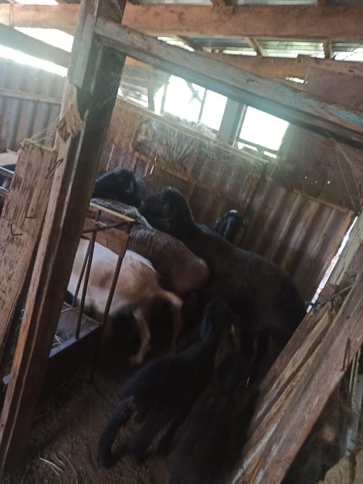 Ешкі қойлар сатылады