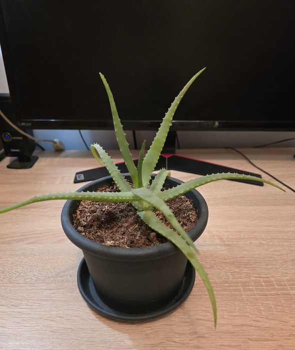 Ghiveci cu aloe vera