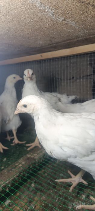Adler tovuq jojalar 45,60,75 kunli