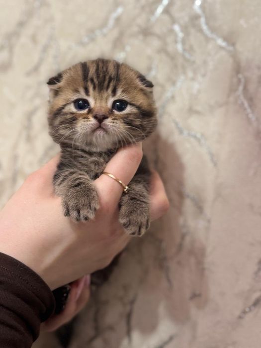 Чистокровные Шотландские Котята.