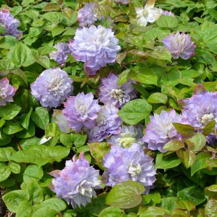 Клематисы в наличии