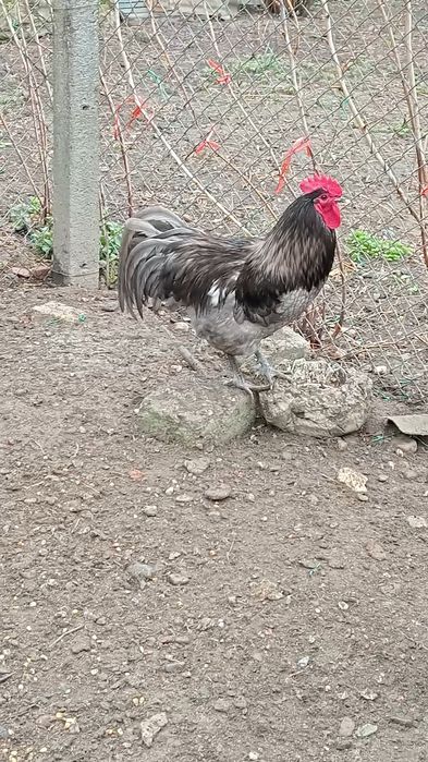 Vând Gaini Austrolorp