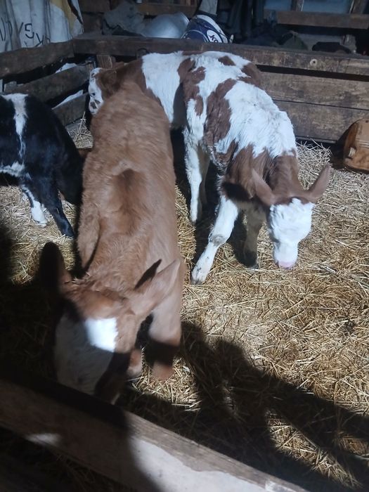 Vând 2 viței frumoși