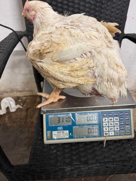 Pui alb de carne 4 săptămâni intre  2,5 — 3 kg  25 lei negociabil