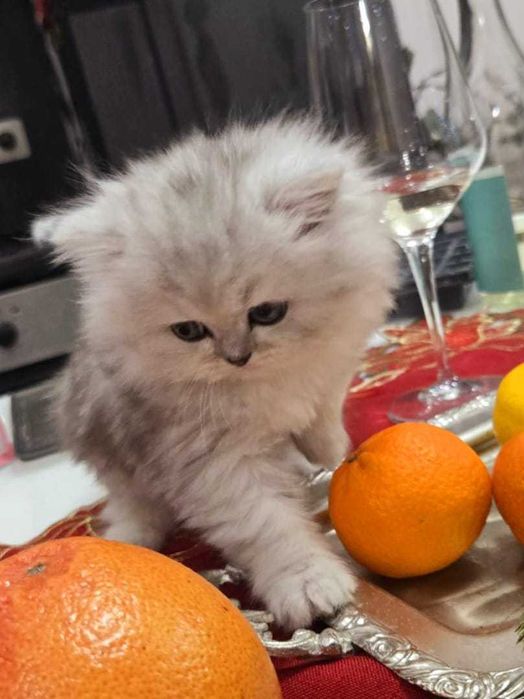 Персийска сребърна чинчила -котенца