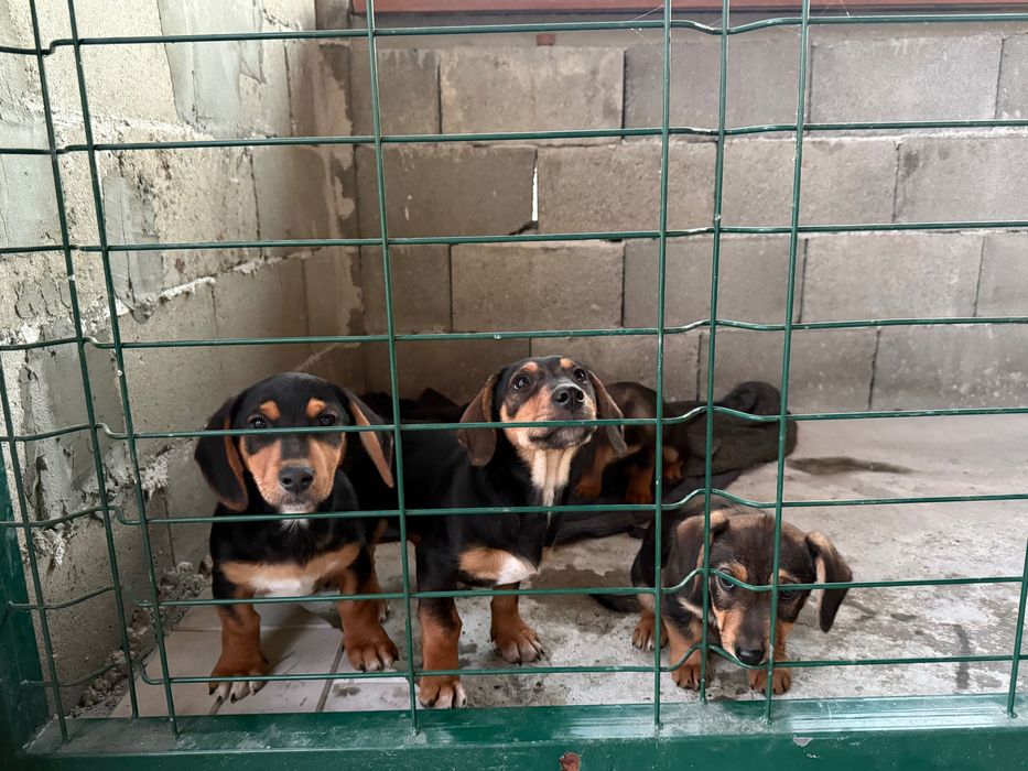 Продавам кученца