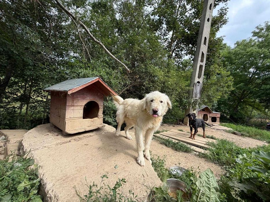 Ciobănesc mascul spre adopție