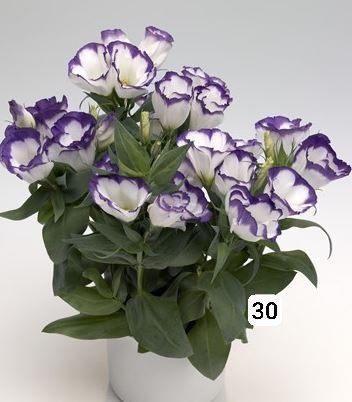 Семена (проф.)  Лизиантус ( Эустома)