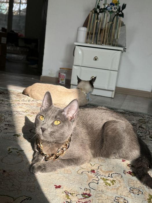 Потерялся котенок серый