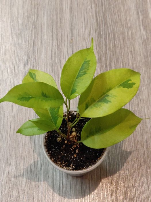 Фикус ( комнатное растение)