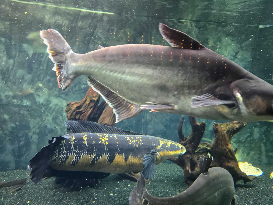 Продам  рыбу аквариумную пангасиус