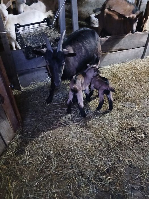 Vând 3 capre cu 5 iezi