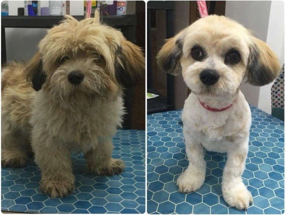 Toaletaj canin - Campia Turzii