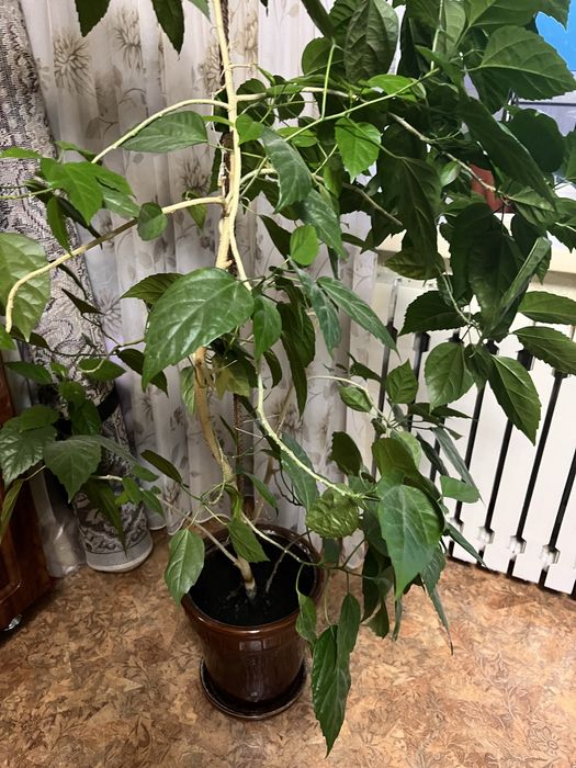 Отдам цветы за Шокаладку