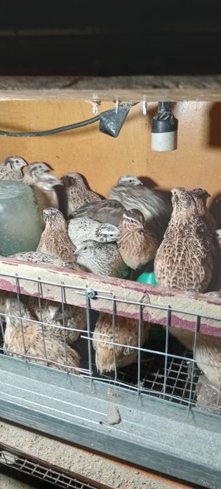 Перепелки по 1000тг реальному клиенту есть уступка