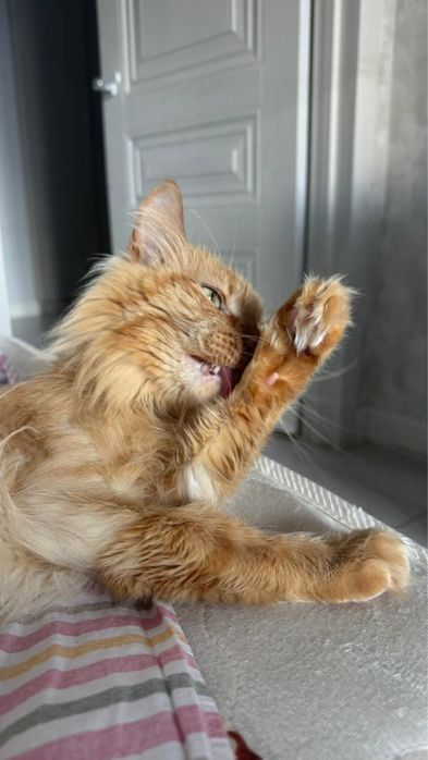 бесплатно отдам кота