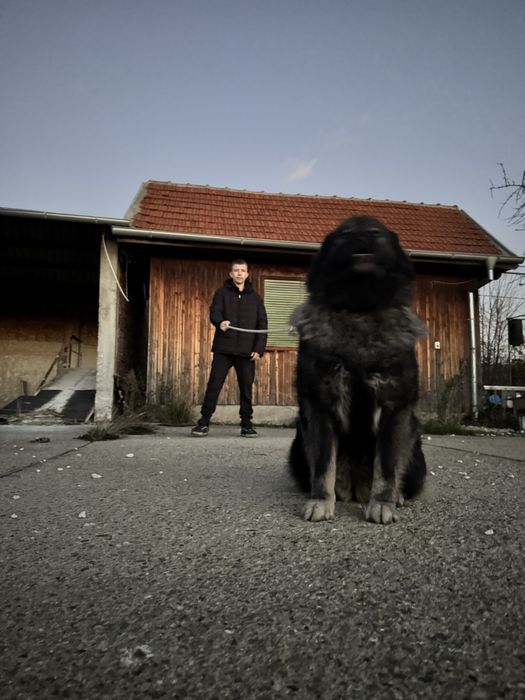 Продава кавказки овчарки