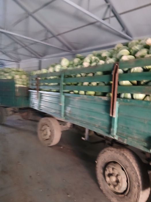 Varza Coronet de păstrare