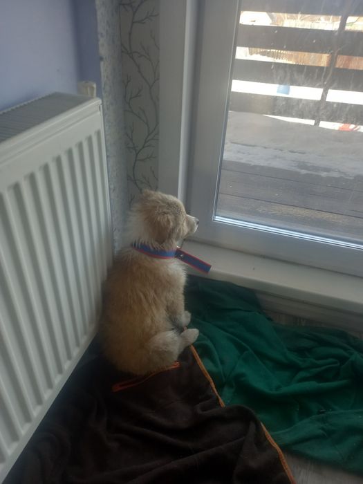 Щенок девочка 3 месяца