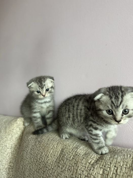 Шотландски котета