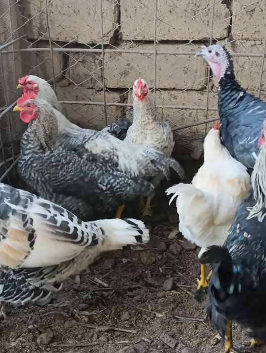 Xo'roz va tovuq sotiladi