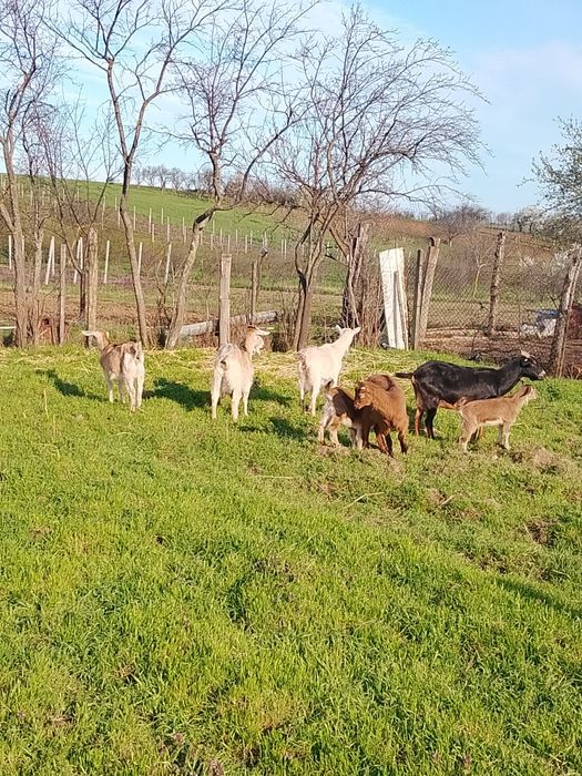 Vind 20 capre mulgatoare