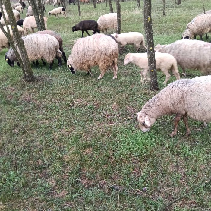 Vând oi de tăiat  și tinut