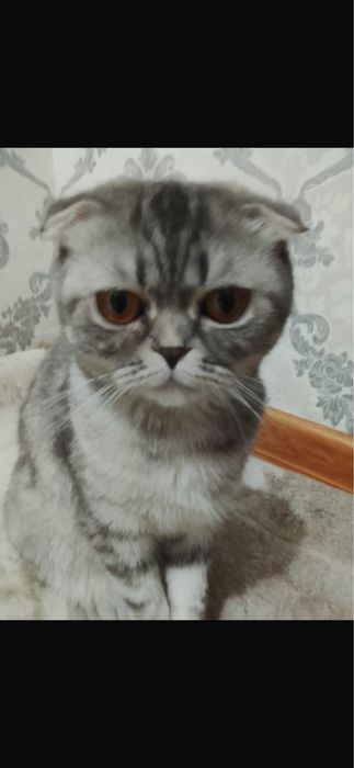 Шодландски кошка