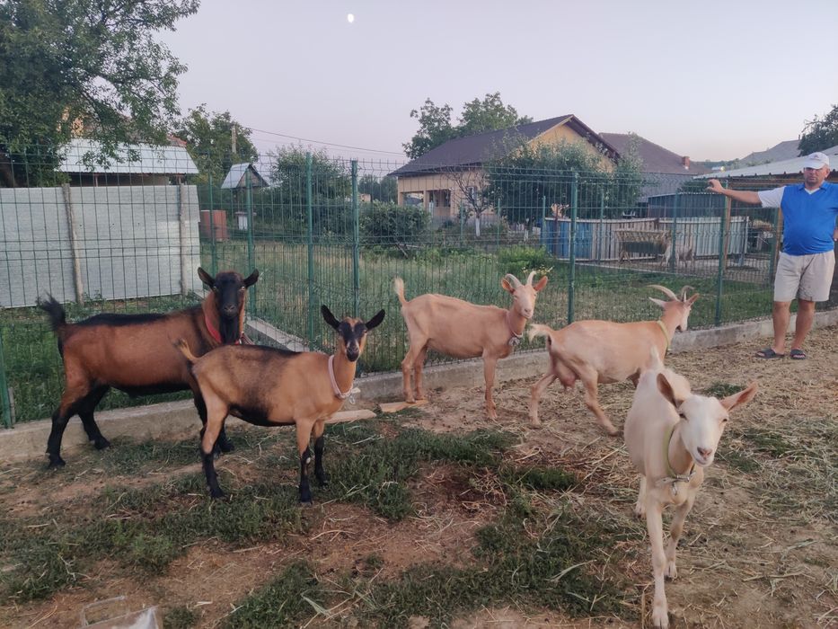 Vând capre Saneen și Alpina franceza