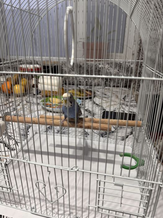 Продам волнистого попугая