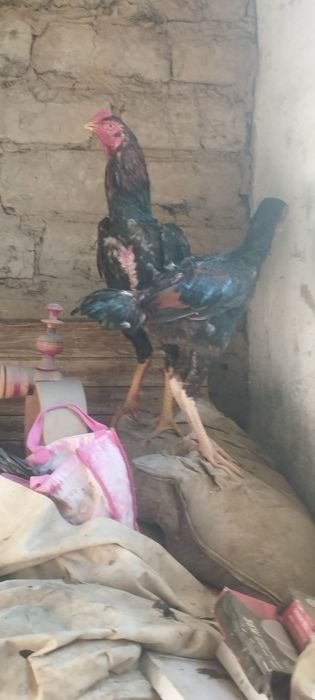 Dakan Xoʻroz sotiladi