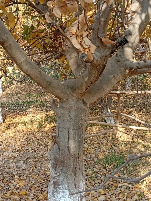 Daxat oʻtini sotiladi Issiqxonachilarga oʻtin taklif etaman cheklanmag