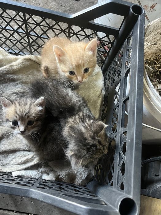 Отдам котят в добрые руки