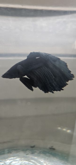 Рыбки петушки большие.