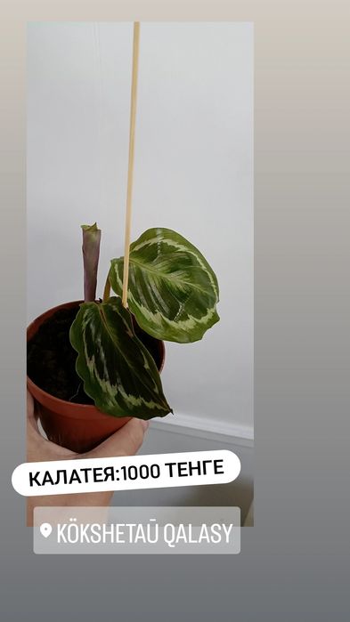 Комнатные цветы по 1000 тенге