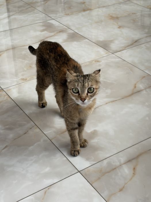 Котята и взрослая кошка