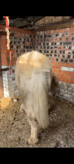 Продам кобылку..