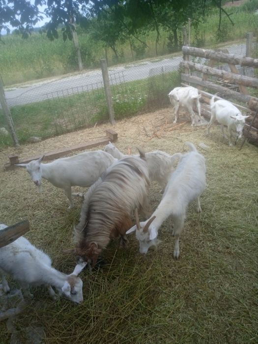 Vând 6 capre și un țap