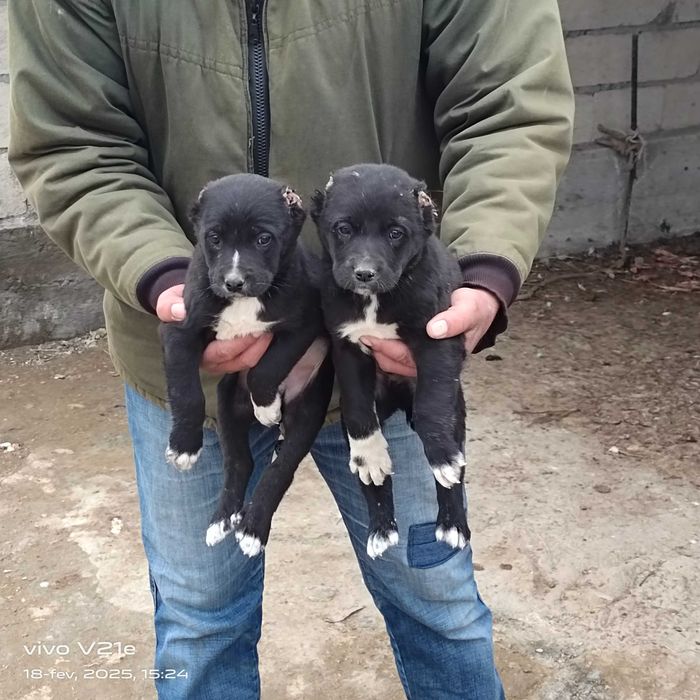 Alabay choʻpon it bolalar sotiladi 5ta erkak 2ta ayol narxi 550 mindan