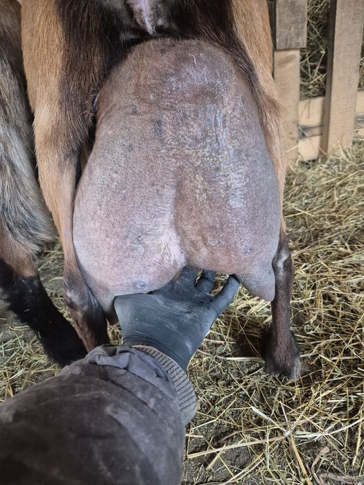 Vand capre pentru lapte