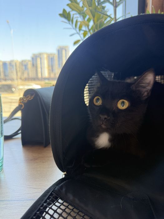 Котенок-девочка ищет семью