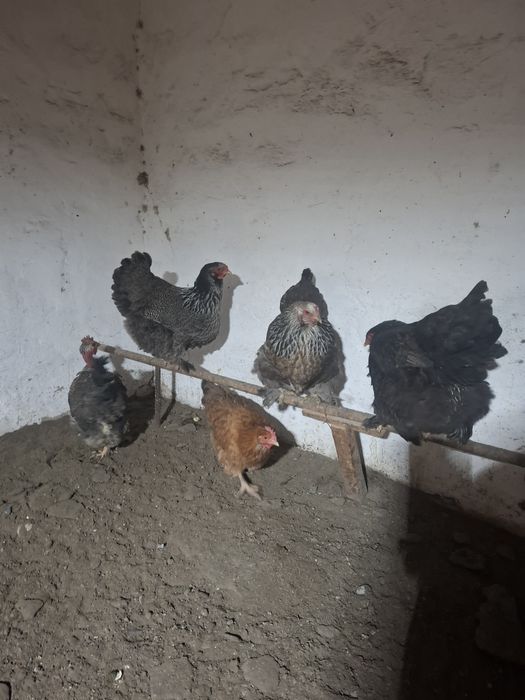 Продам  куры домашние
